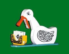 Educated duck / kaarten eend