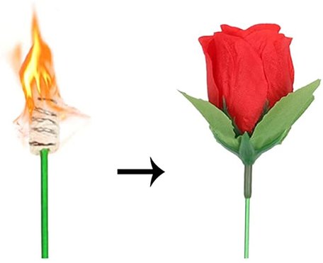 New torch to rose